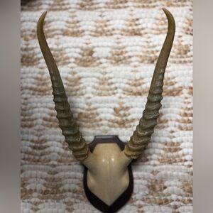 Decorative Antelope Horn Wall Mount